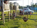 50-G-1-100_4881.jpg