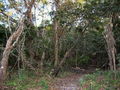 c-100_0883.jpg