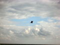 e-img_0041.jpg