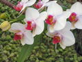 e-img_0205.jpg