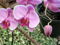 e-img_0206.jpg