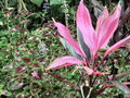 e-img_0207.jpg