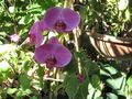 S-IMG_1991.JPG